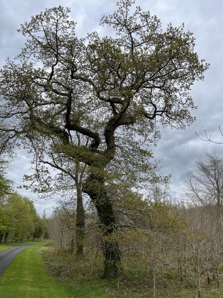 Understanding Trees - Veon
