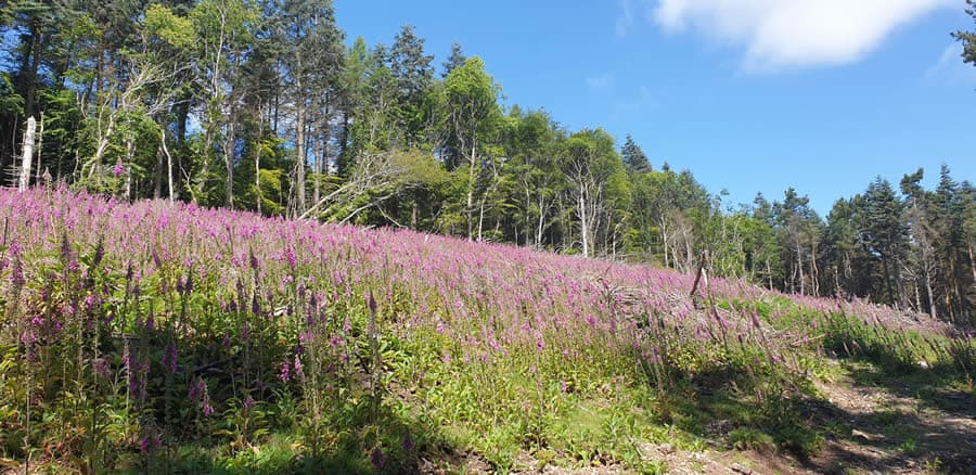Foxglove in abundance
