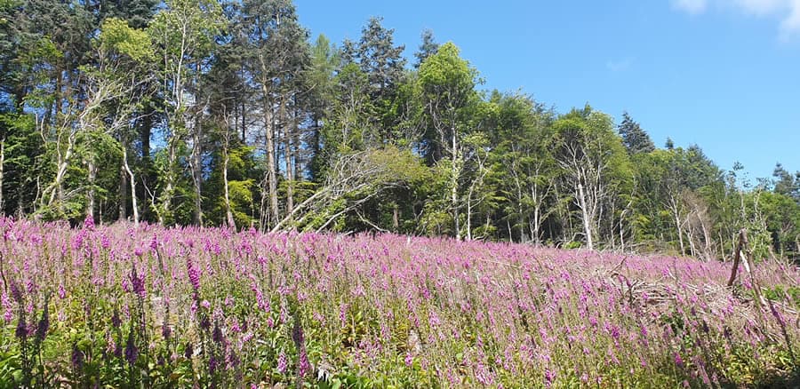 Foxglove in abundance