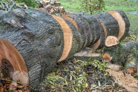 Ash Dieback