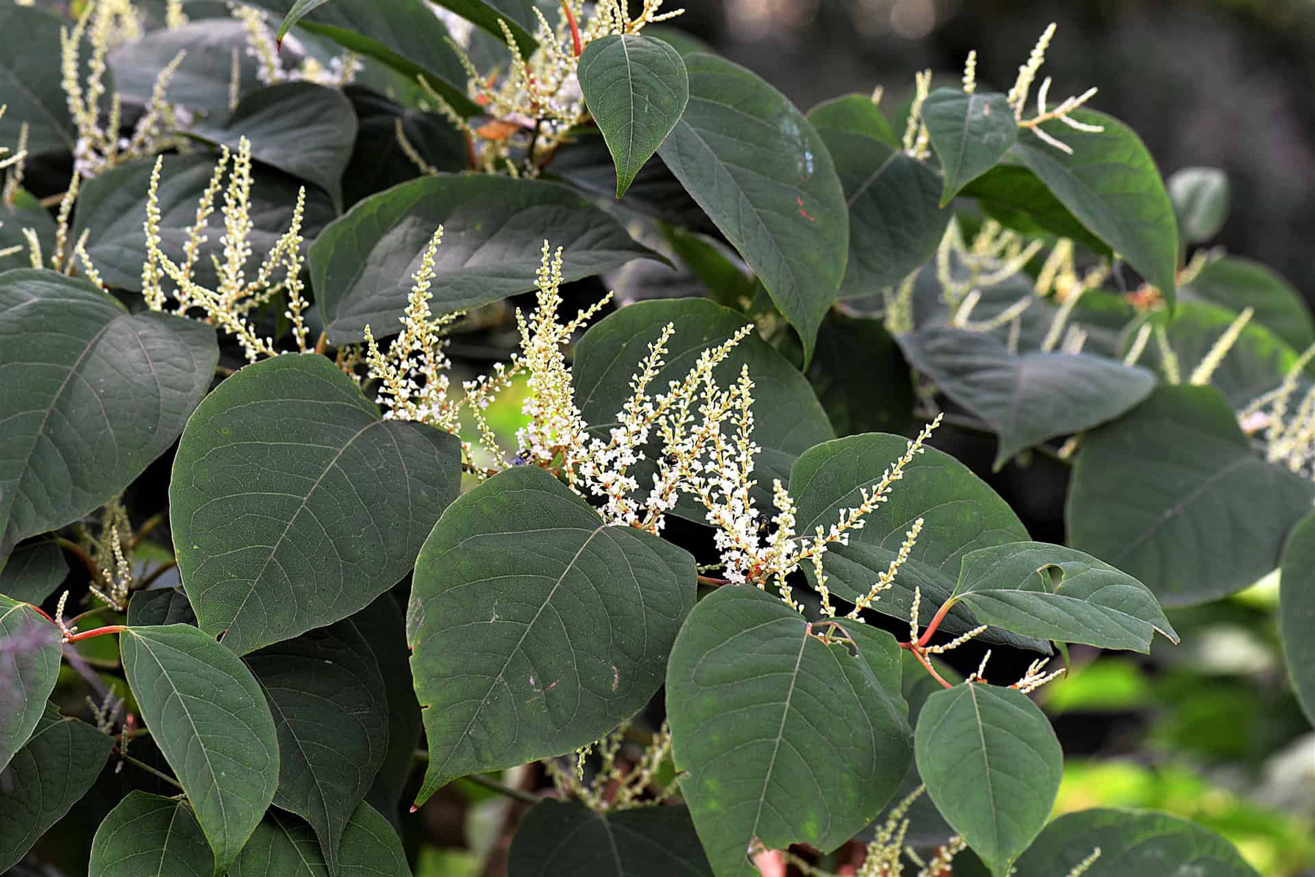Japanese Knotweed - Invasive Species - Veon Ecology Consulting