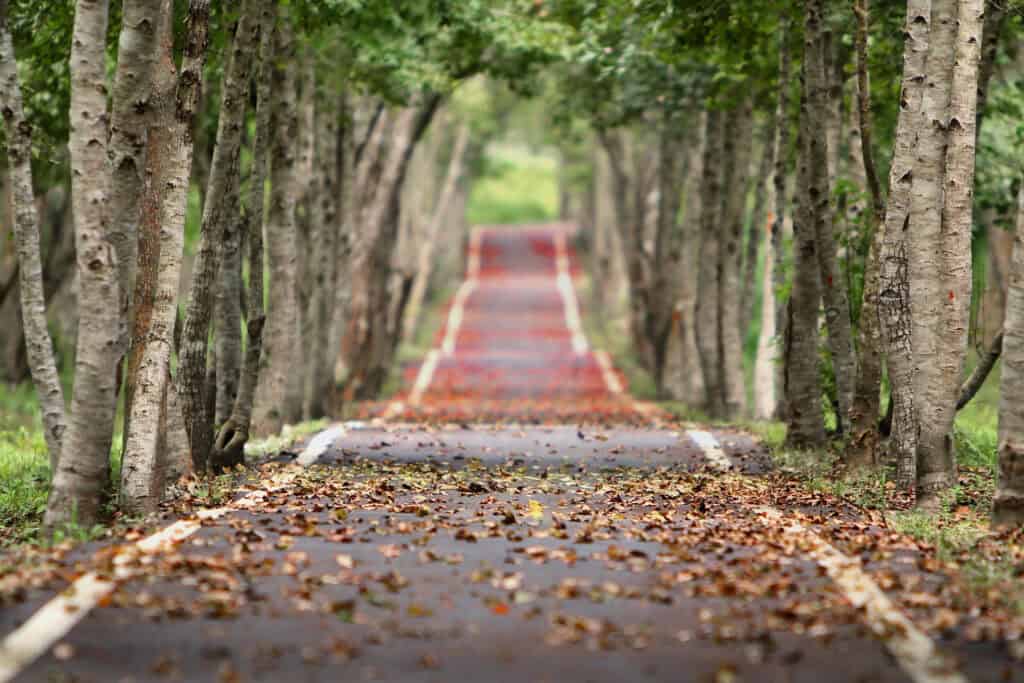Book your Arboriculture Surveys early to avoid development delays.