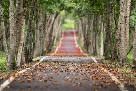 Book your Arboriculture Surveys early to avoid development delays.