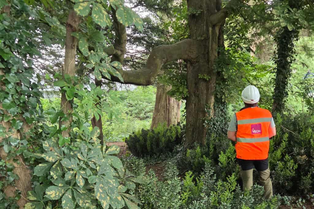 A Veon Arboriculture consultant examining a tree on-site