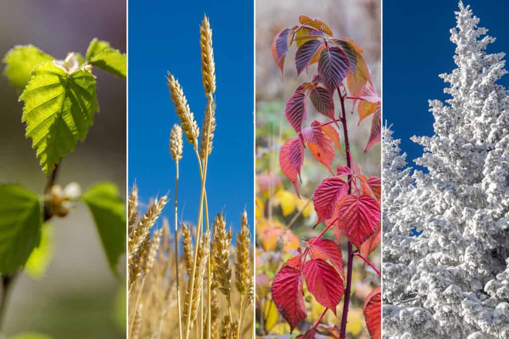 Veon - Ecological Surveys - Seasonal Constraints Explained
