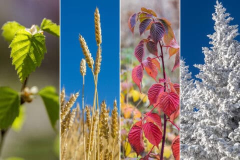 Veon - Ecological Surveys - Seasonal Constraints Explained
