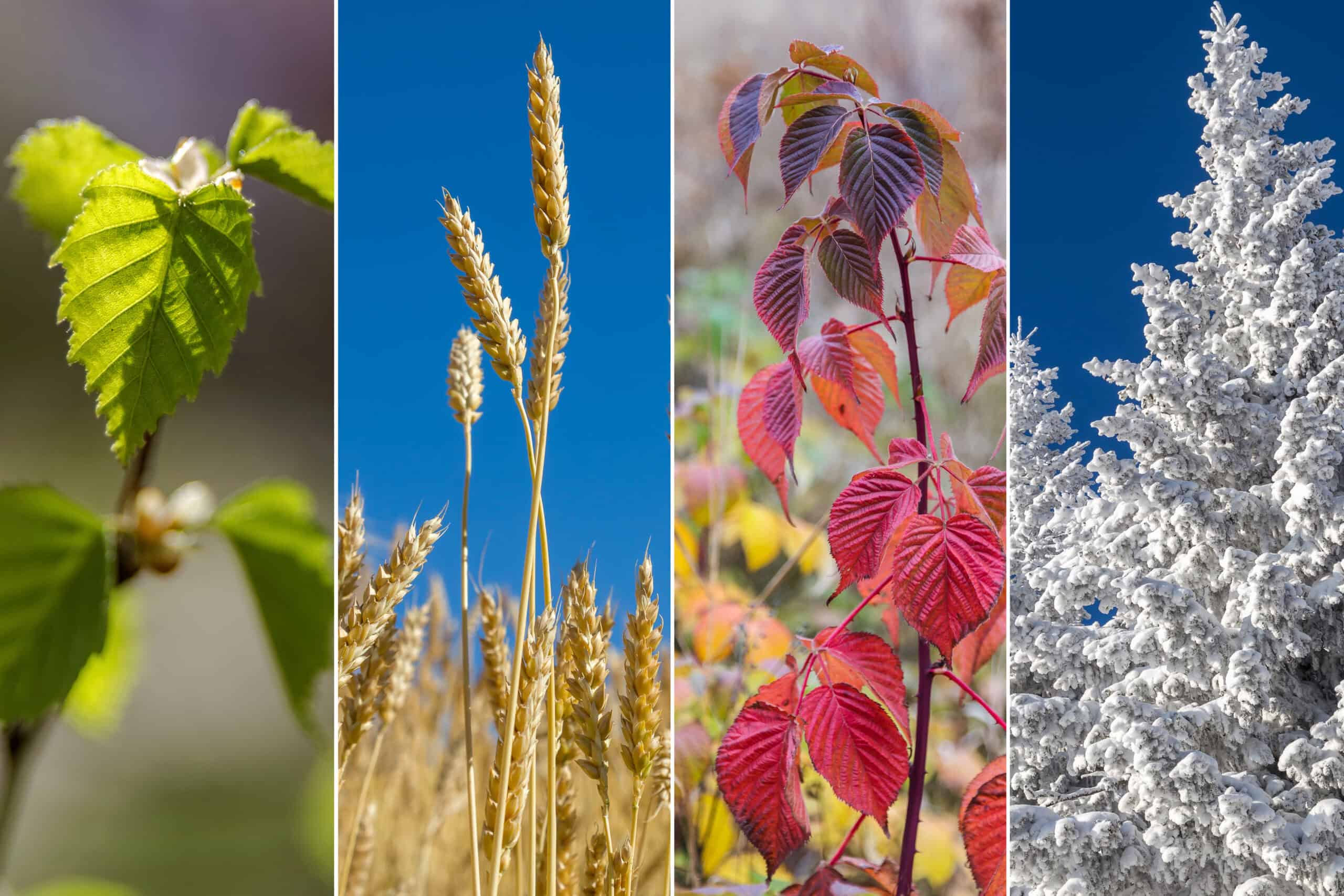 Veon - Ecological Surveys - Seasonal Constraints Explained