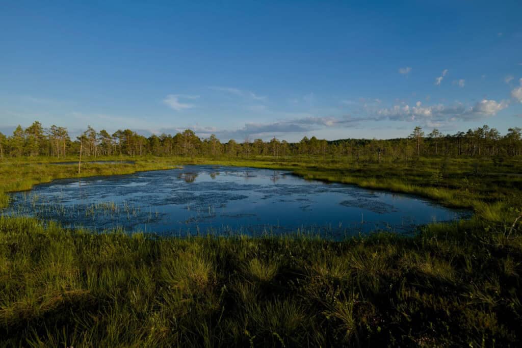 Veon Nature Restoration Plan