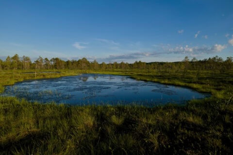 Veon Nature Restoration Plan