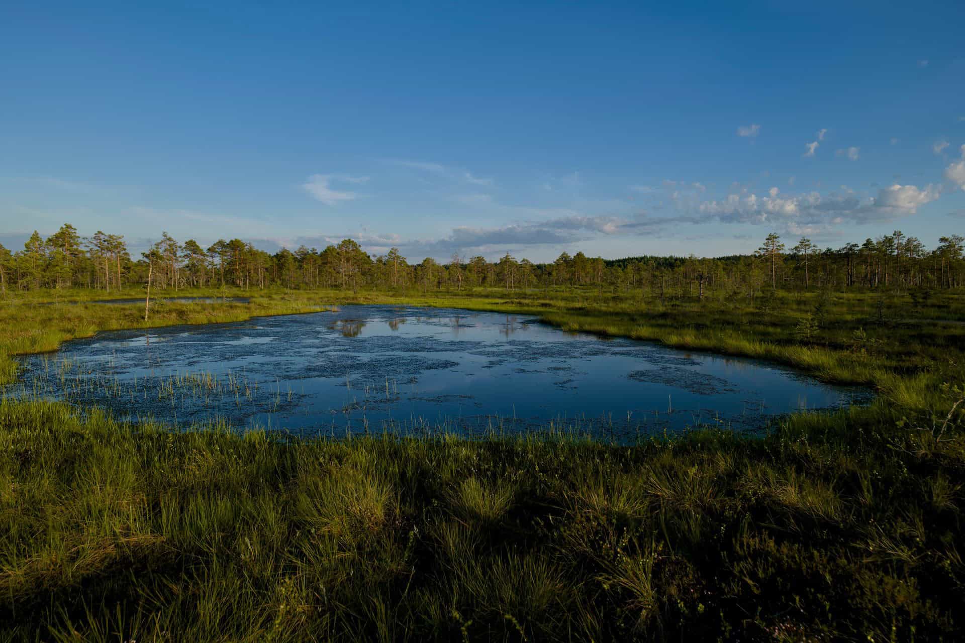 Veon Nature Restoration Plan