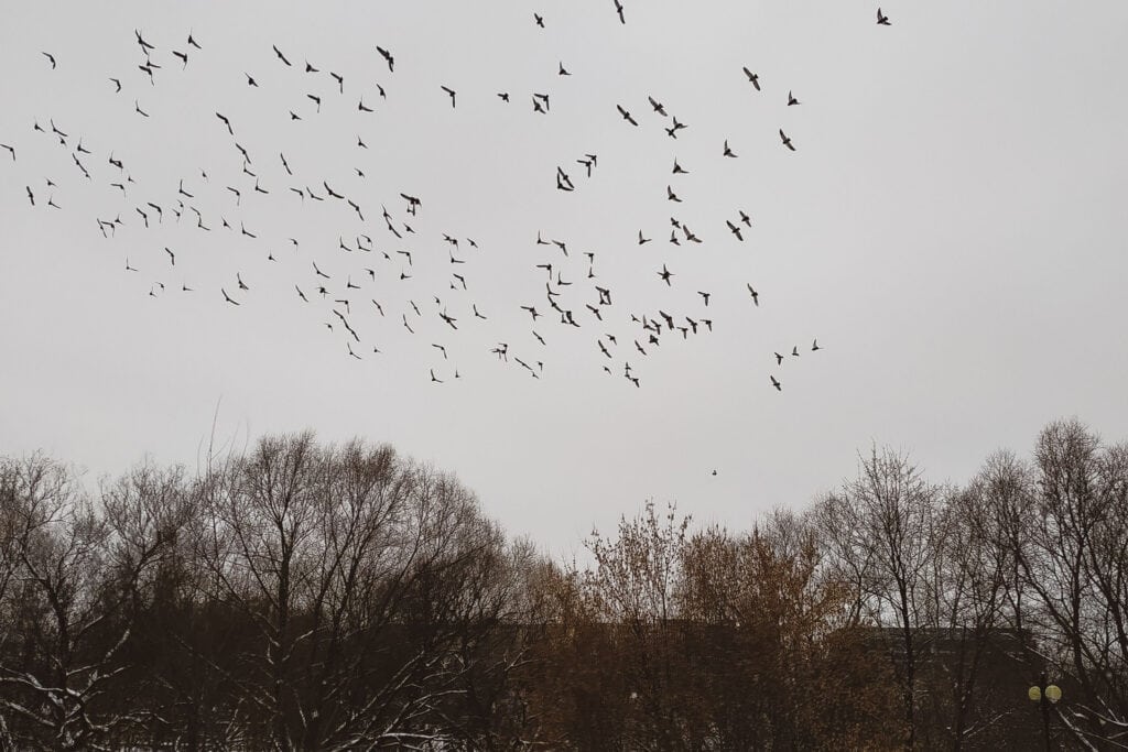 Winter Bird Surveys at Veon