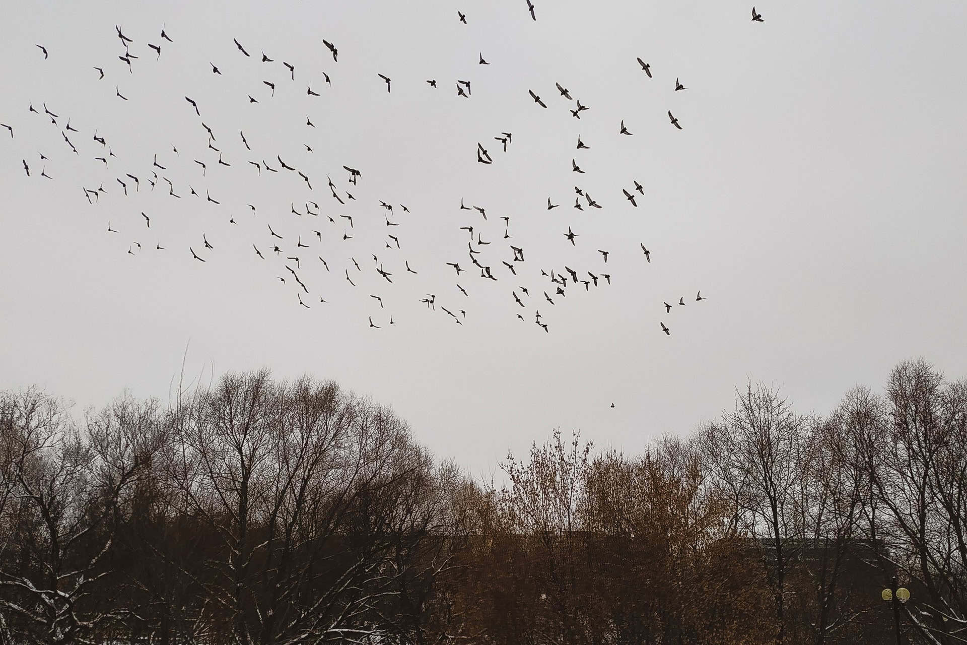 Winter Bird Surveys at Veon